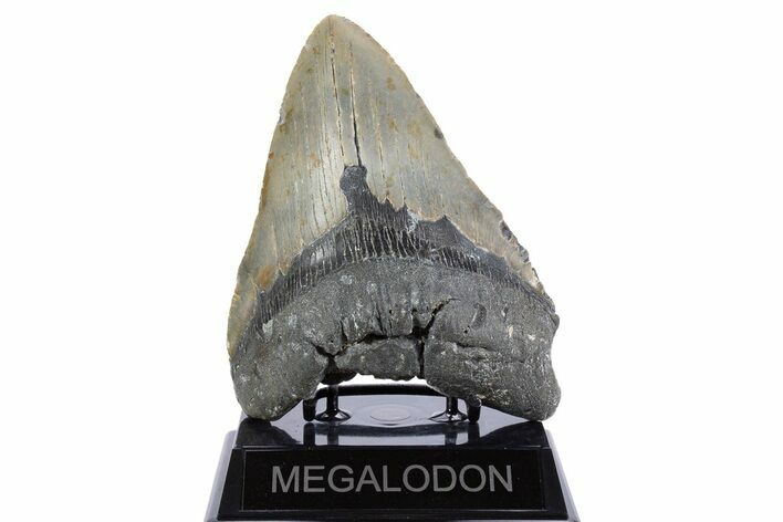 Huge, Fossil Megalodon Tooth - North Carolina #345657